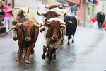 Bull run